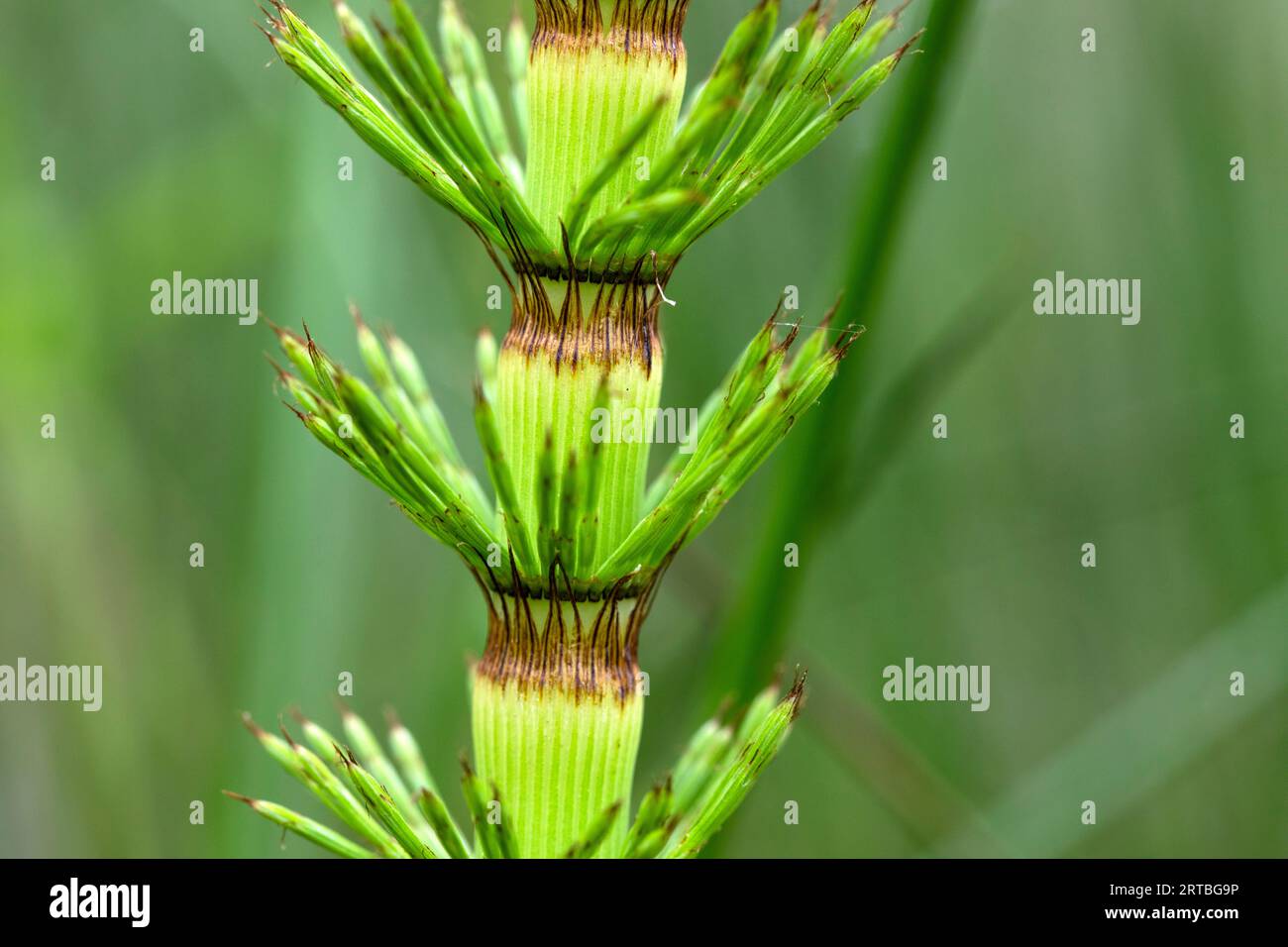 great horsetail, northern giant horsetail (Equisetum telmateia, Equisetum telmateja, Equisetum maximum), young stem, Netherlands, Frisia Stock Photo