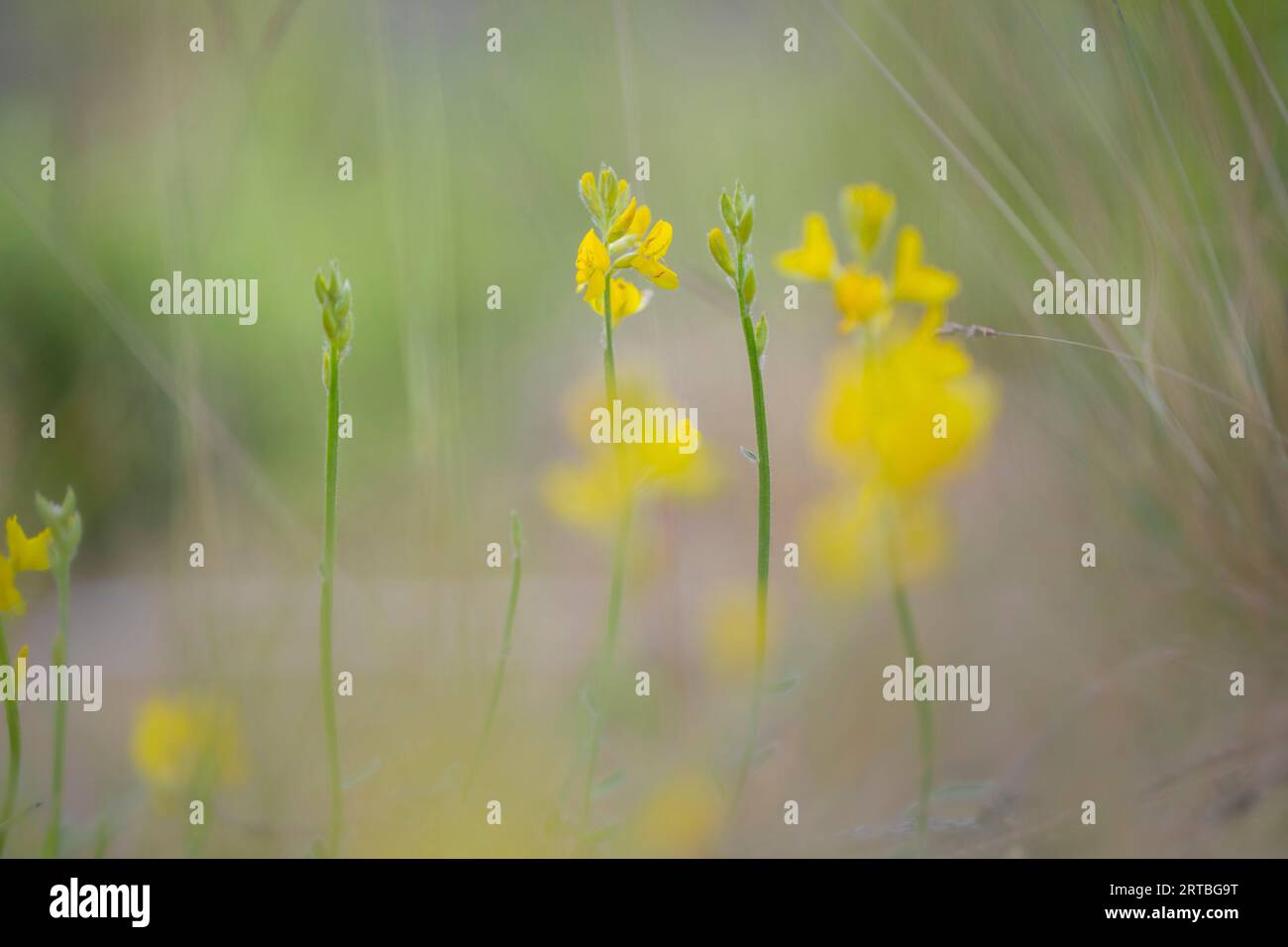 Winged broom (Chamaespartium sagittale, Genista sagittalis), blooming, Germany, North Rhine-Westphalia, Eifel Stock Photo