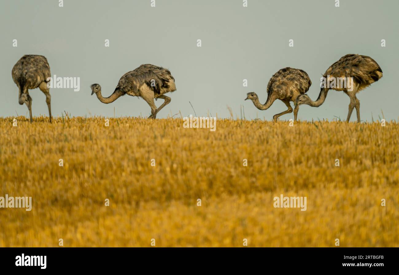 greater rhea (Rhea americana), four greater rheas foraging on a stubble field, Germany Stock Photo