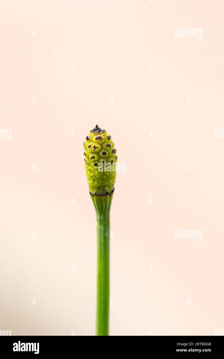 branched horsetail (Equisetum ramosissimum), cone, Netherlands, South Holland Stock Photo