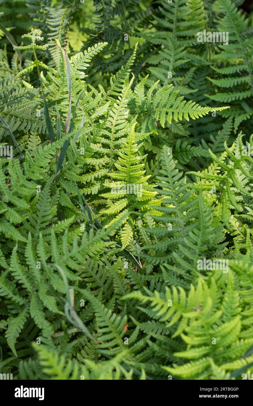 narrow beech fern, northern beech fern (Phegopteris connectilis, Thelypteris phegopteris), leaves, Netherlands, Drenthe Stock Photo