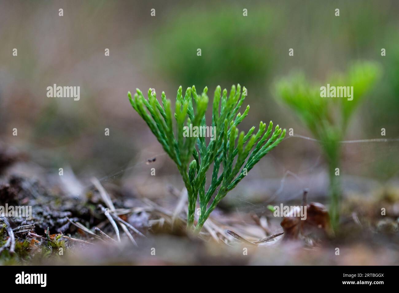 blue clubmoss, blue ground-cedar, ground pine, deep-rooted running-pine, ground cedar (Diphasiastrum tristachyum), habit, Netherlands, Gelderland Stock Photo