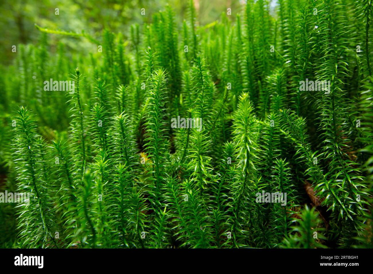 Stiff clubmoss, Stiff ground-pine, Interrupted club-mosses (Lycopodium annotinum, Spinulum annotinum), stems, Netherlands, Drenthe Stock Photo