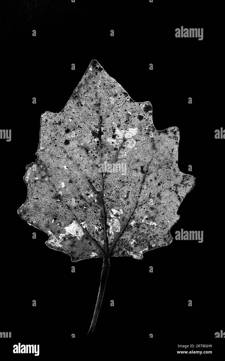 aspen, poplar (Populus spec.), poplar leaf against black