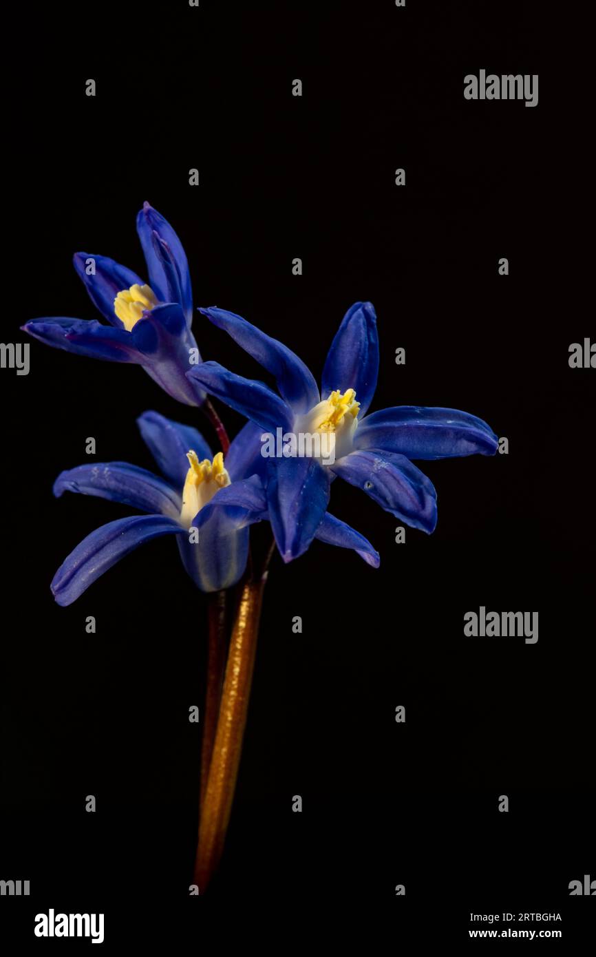 lesser glory-of-the-snow (Chionodoxa sardensis, Scilla sardensis), flowers against black background Stock Photo