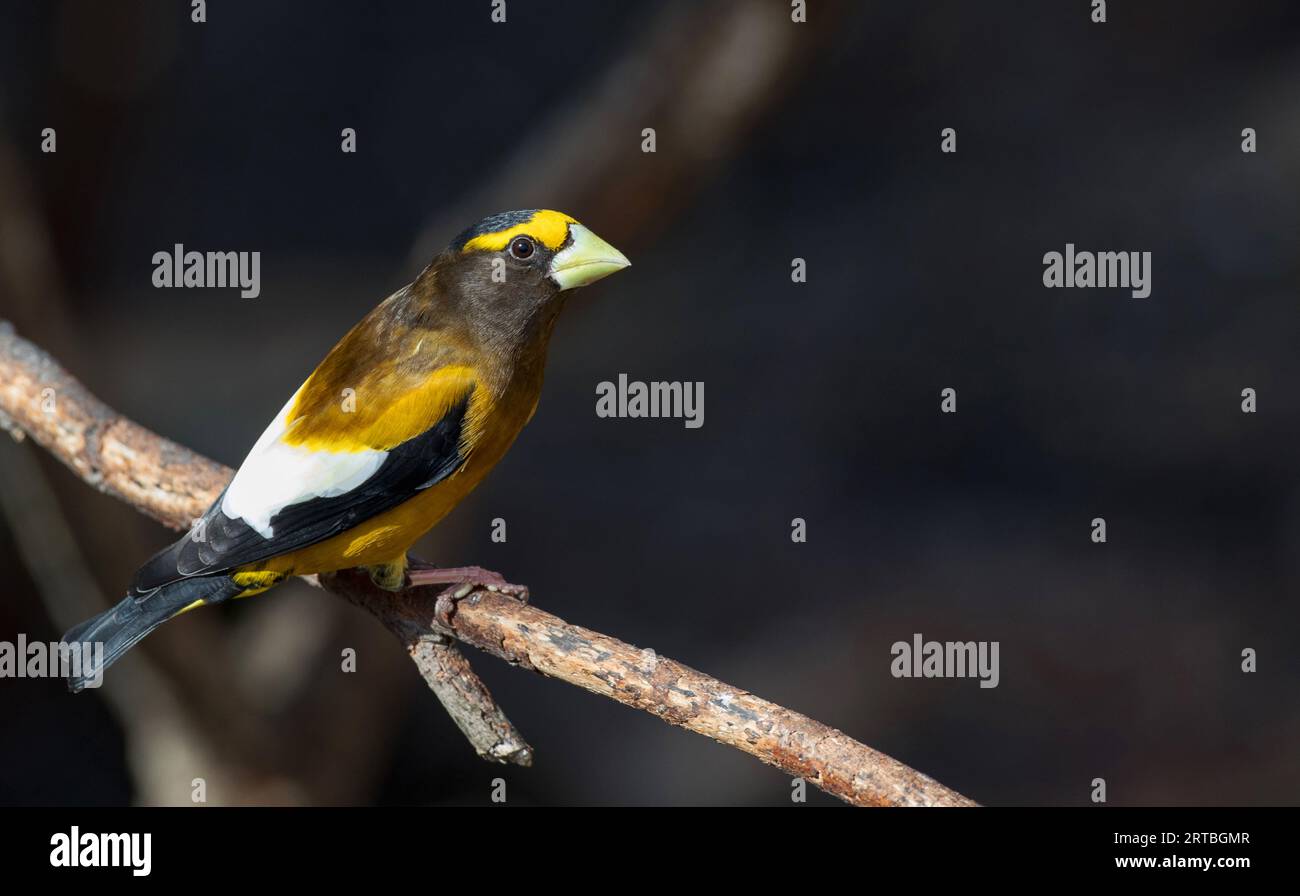 evening grosbeak (Hesperiphona vespertina, Coccothraustes vespertinus), male sitting on a branch, Canada, Ontario, Algonquin Provincial Park Stock Photo