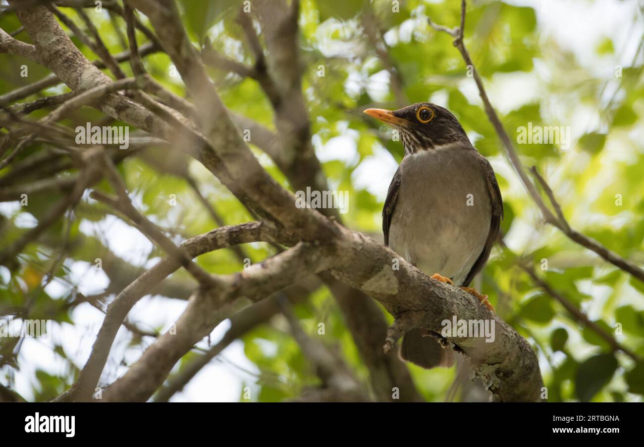 White-throated thrush (Turdus assimilis), perched in a tree, USA, Texas Stock Photo