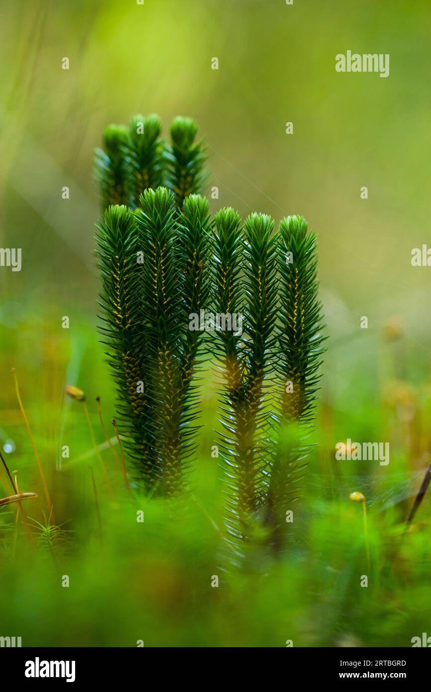 fir clubmoss, mountain clubmoss, fir-clubmoss (Huperzia selago, Lycopodium selago), side view, with sporangia, Netherlands, Drenthe Stock Photo