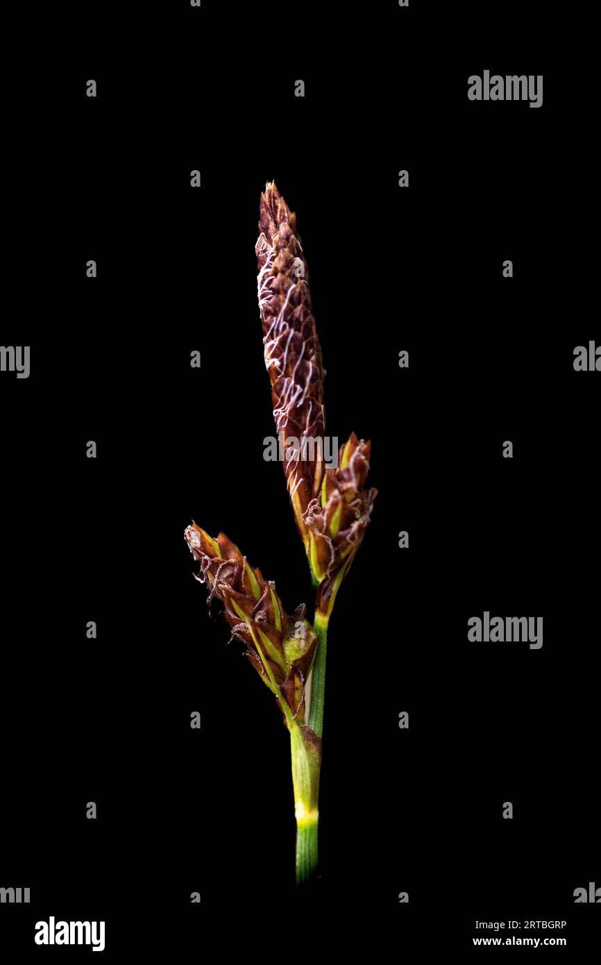 spring sedge (Carex caryophyllea), inflorescence, Netherlands, Overijssel Stock Photo