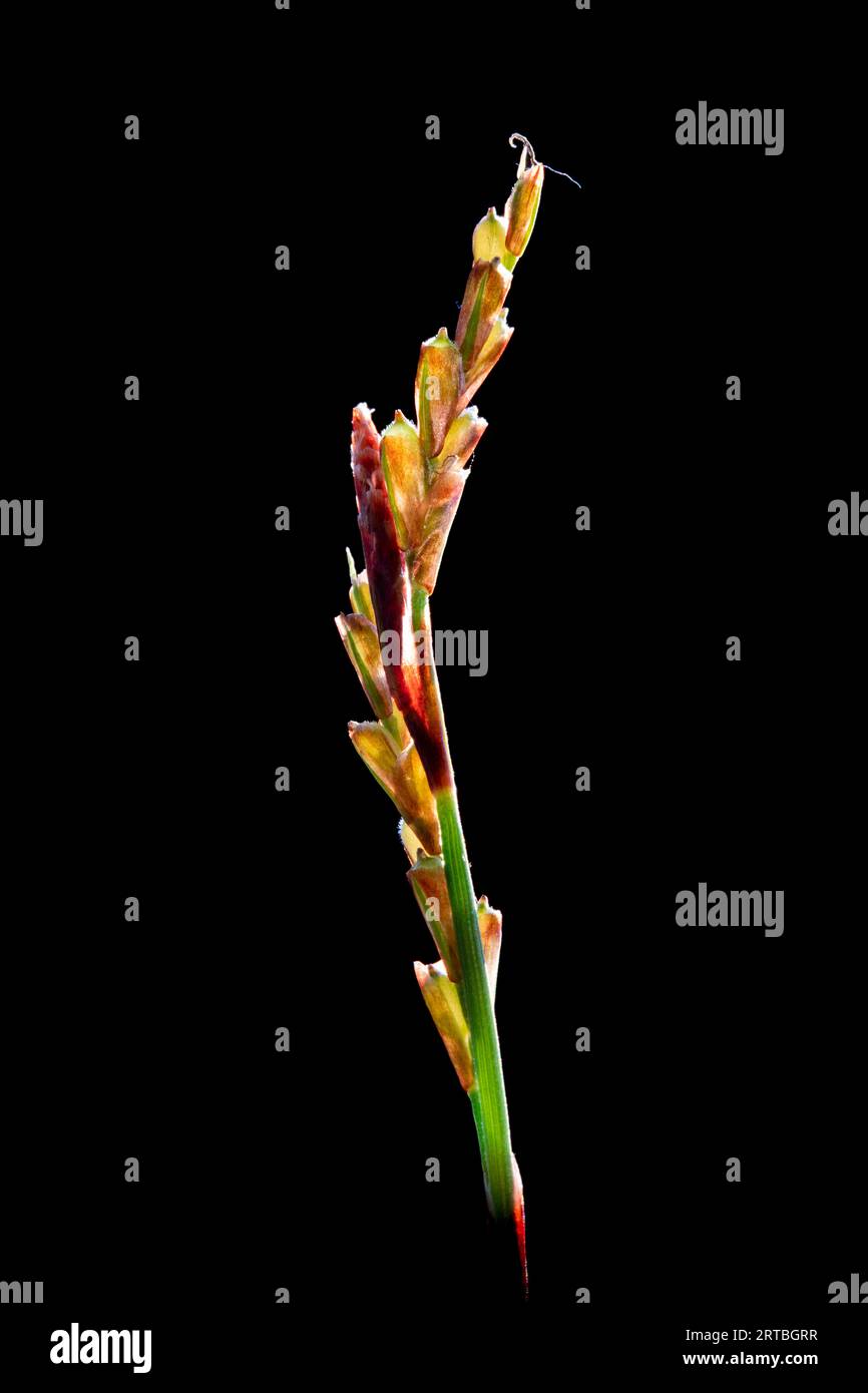 fingered sedge (Carex digitata), inflorescence against black background, Netherlands Stock Photo