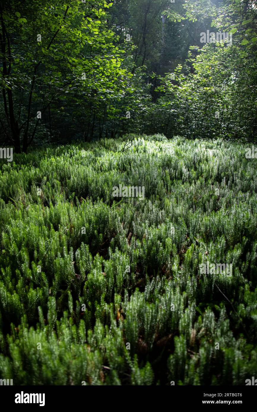 Stiff clubmoss, Stiff ground-pine, Interrupted club-mosses (Lycopodium annotinum, Spinulum annotinum), population, Netherlands, Drenthe Stock Photo