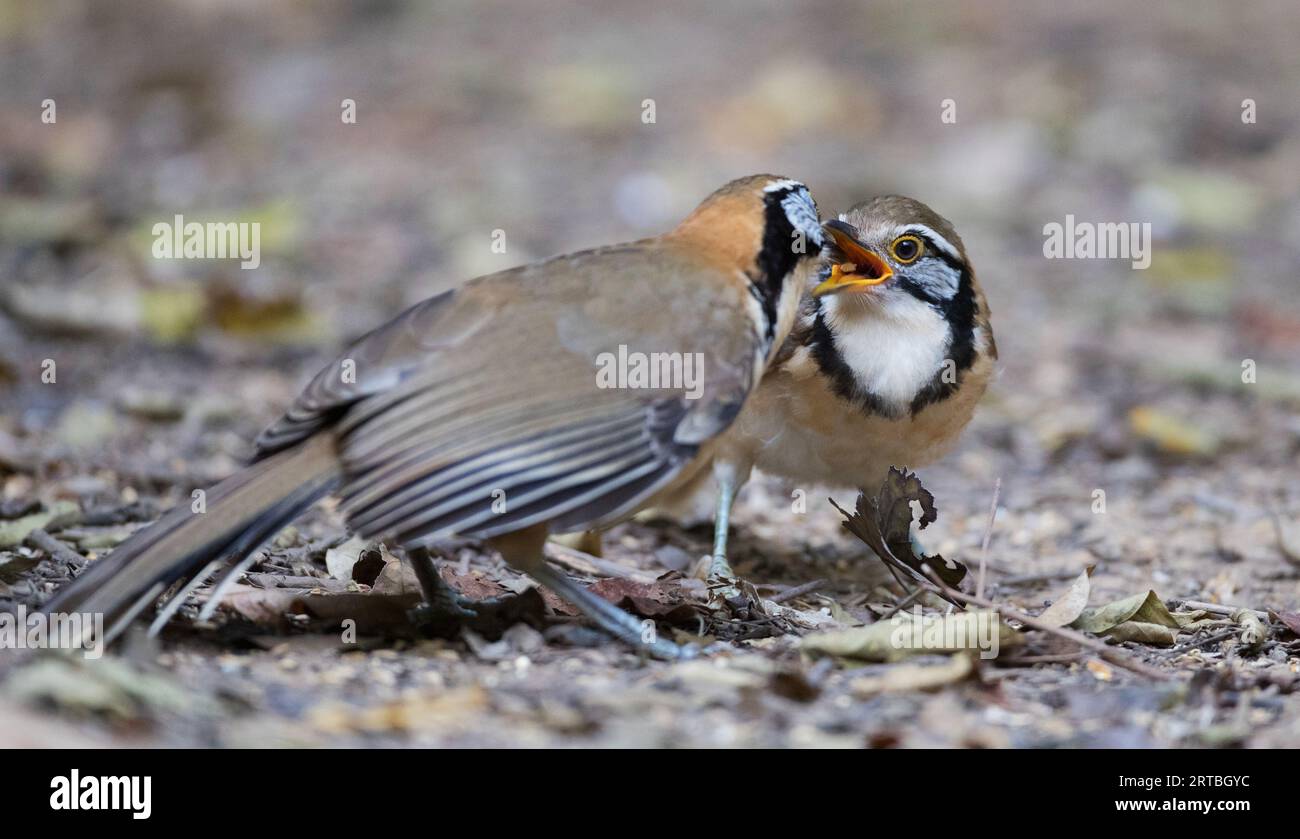greater necklaced laughing thrush, greater necklaced laughingthrush ...