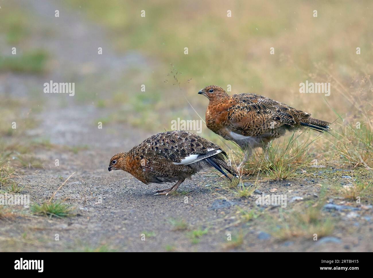 willow grouse, willow ptarmigan (Lagopus lagopus), two immatures foraging on a path, side view, Finland Stock Photo
