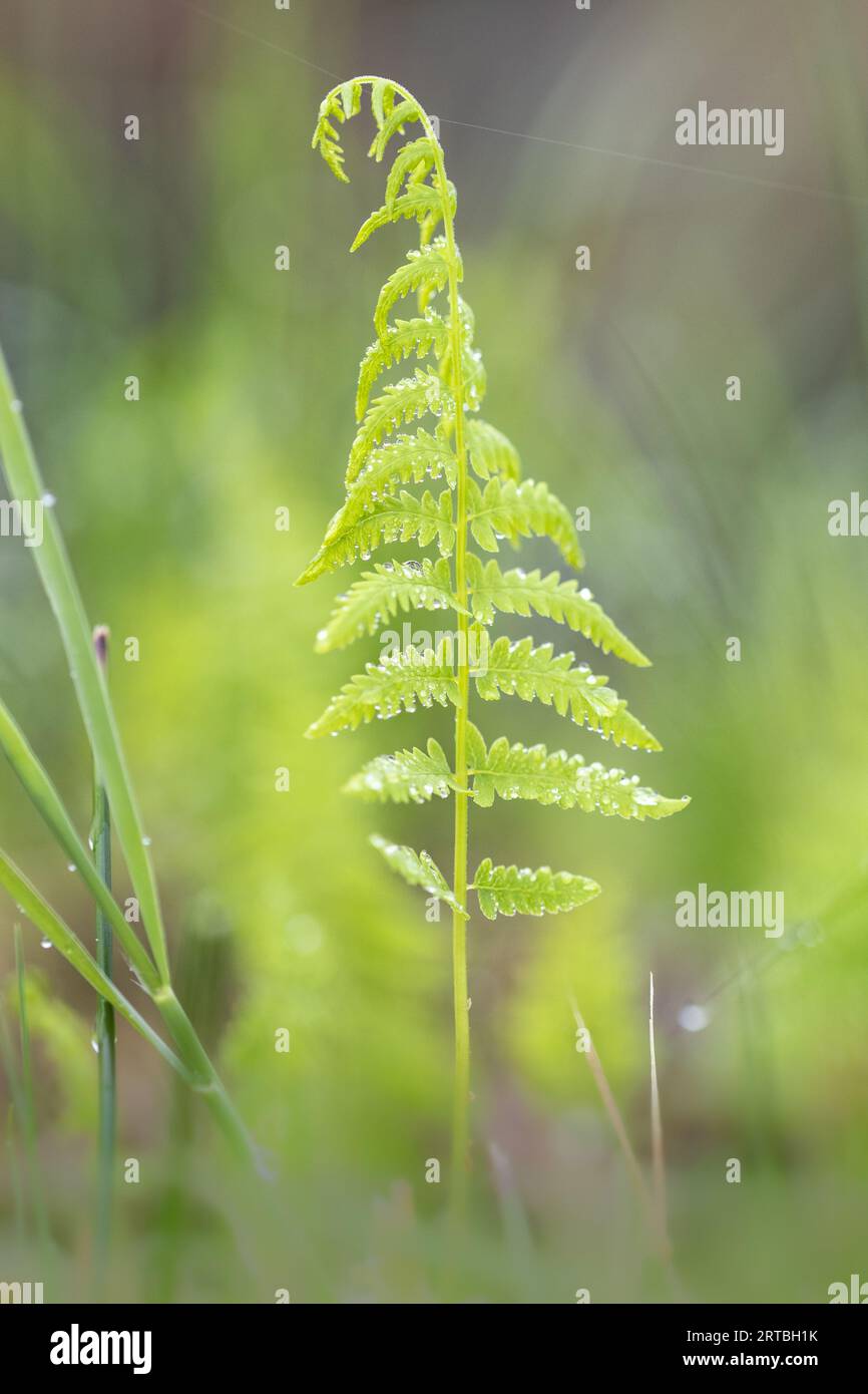 marsh fern, eastern marsh fern (Thelypteris palustris), young frond, Netherlands, Frisia Stock Photo