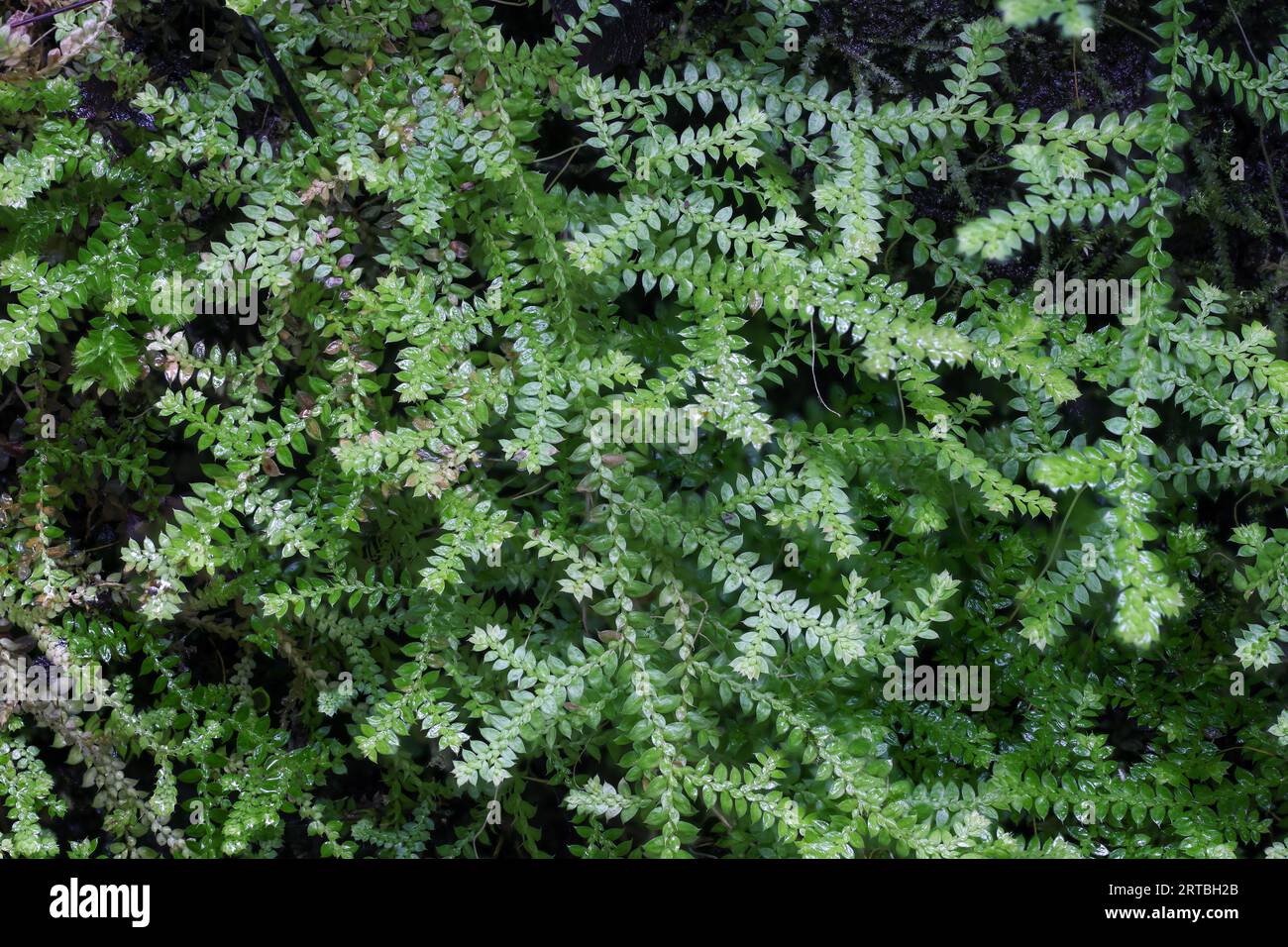 Toothed Clubmoss, Clubmoss, Denticulate selaginella, Denticulate spikemoss (Selaginella denticulata), growing on a rock, Canary Islands, La Palma Stock Photo