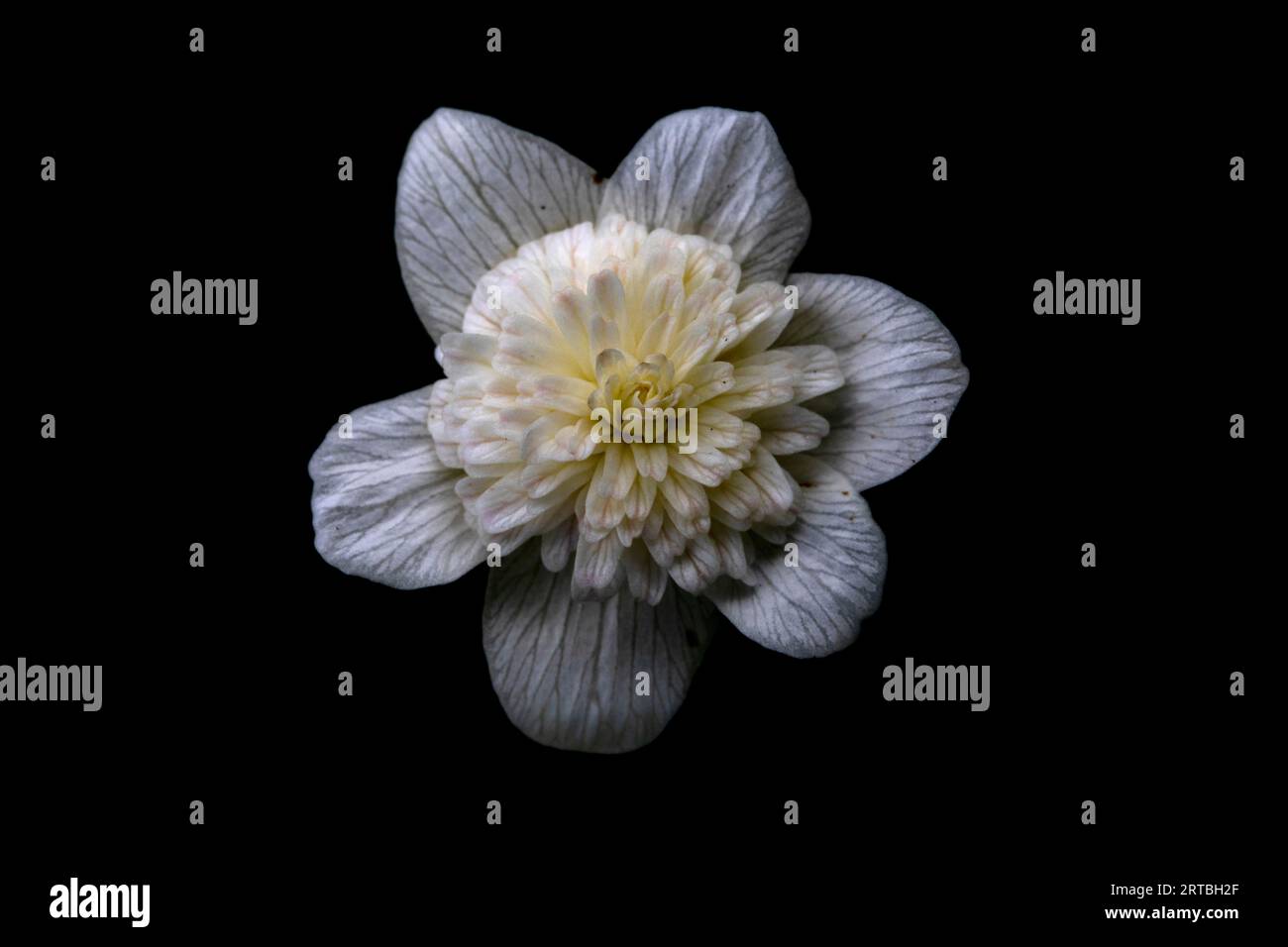 wood anemone (Anemone nemorosa Vestal), cultivar Vestal, flower against