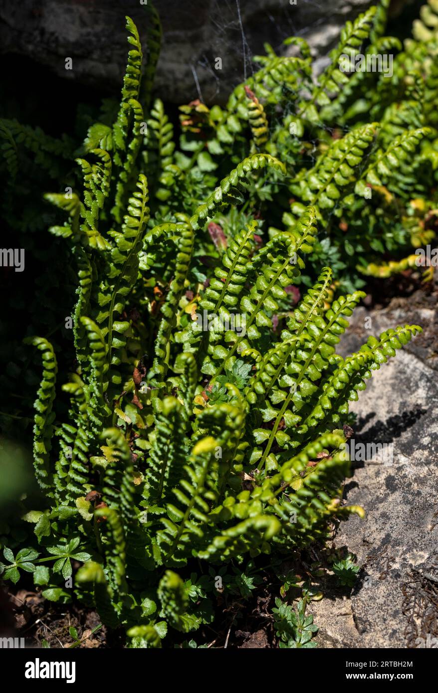 Green spleenwort (Asplenium viride), growing on a rock wall, Switzerland, Valais Stock Photo