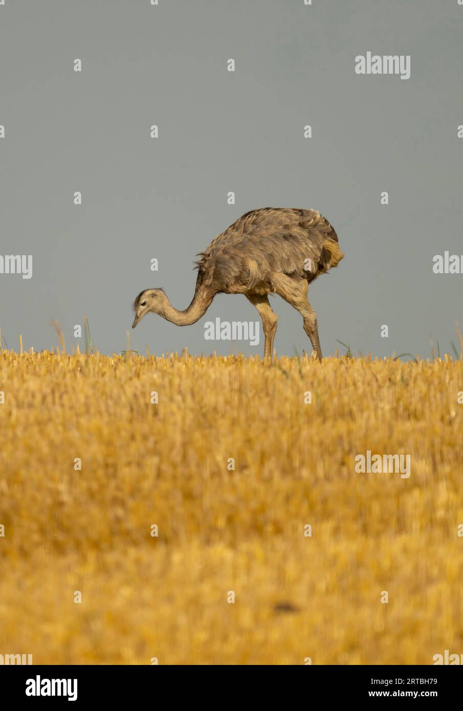 greater rhea (Rhea americana), foraging on a stubble field, side view, Germany Stock Photo