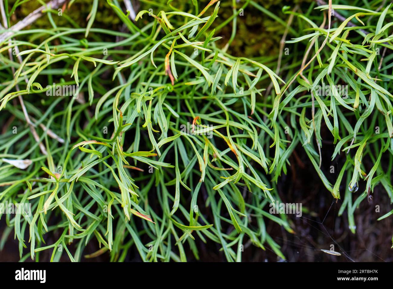 Northern spleenwort, Forked spleenwort (Asplenium septentrionale), leaves, Germany Stock Photo