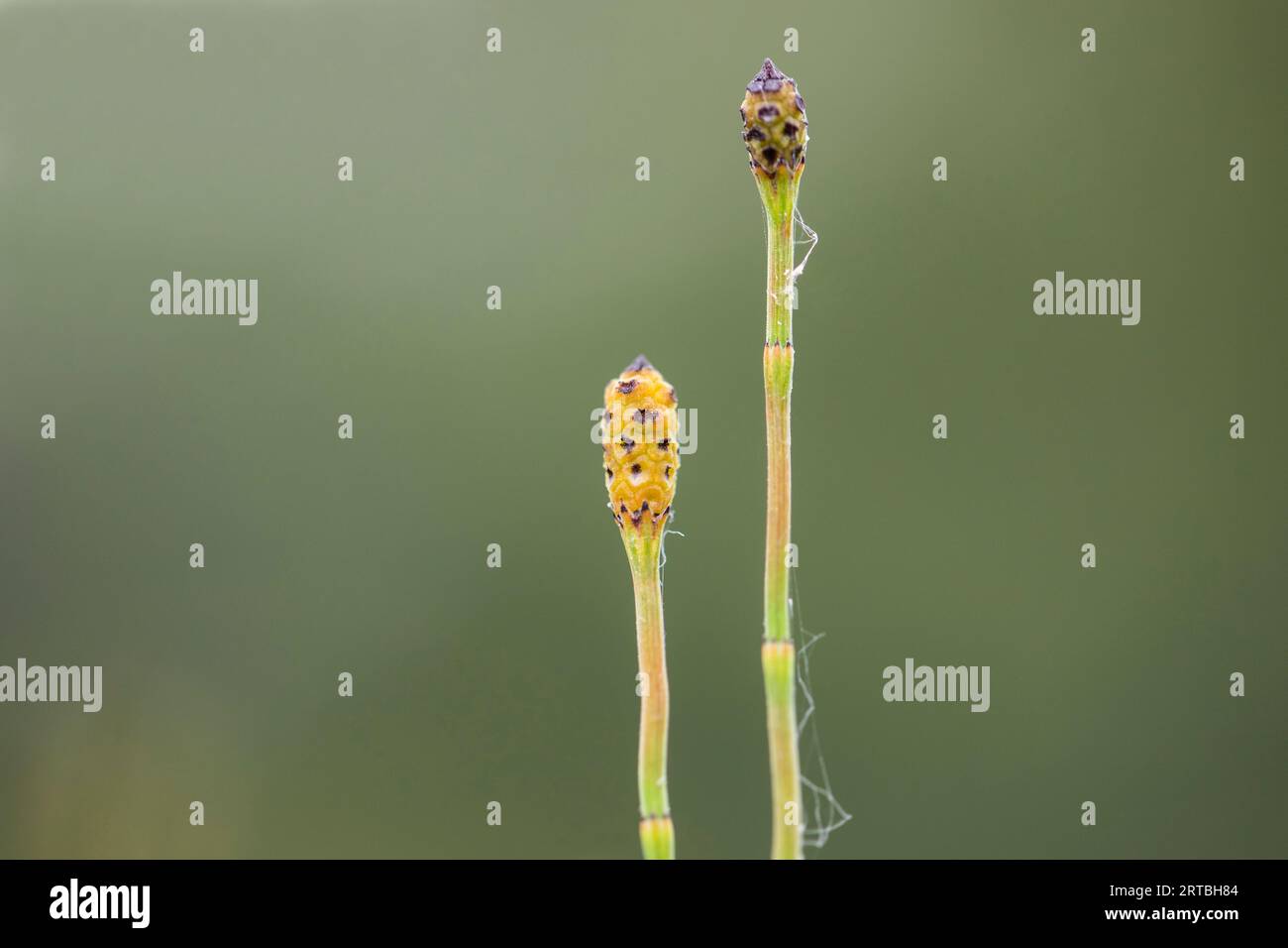 branched horsetail (Equisetum ramosissimum), fertiles stems, Netherlands, South Holland Stock Photo