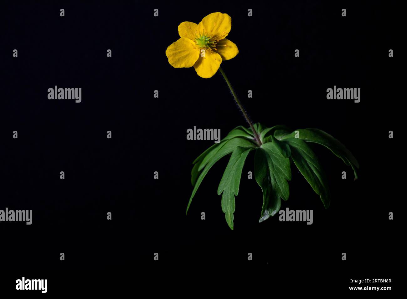 yellow anemone, yellow wood anemone, buttercup anemone (Anemone ...