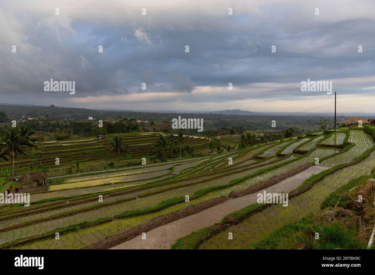 Breathtaking landscapes of the UNESCO rice terraces in Jatiluwih, Bali, Indonesia. It shows the Subak system, for the paddy fields of Bali. Stock Photo