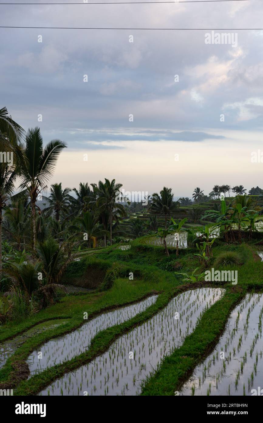 Breathtaking landscapes of the UNESCO rice terraces in Jatiluwih, Bali, Indonesia. It shows the Subak system, for the paddy fields of Bali. Stock Photo