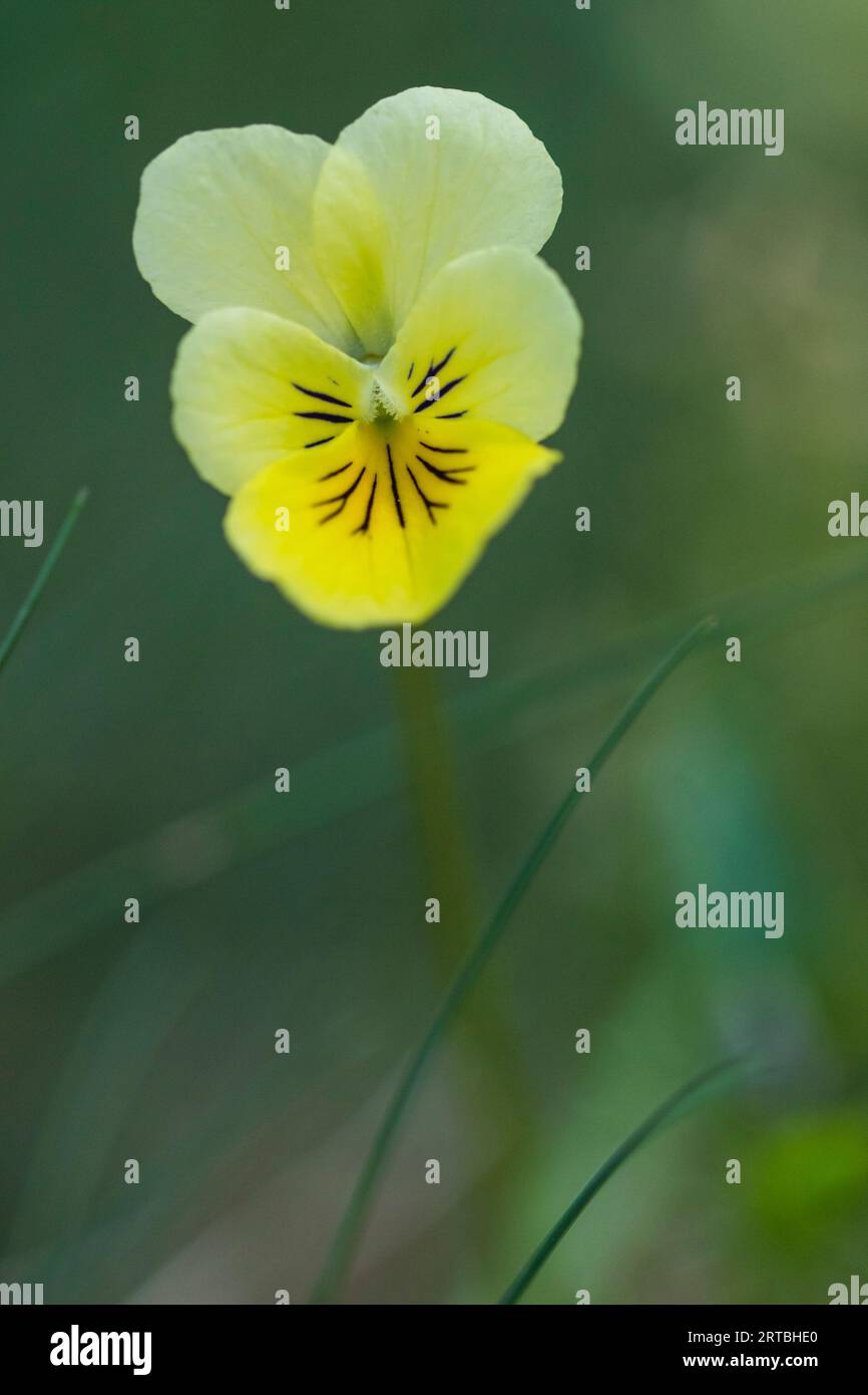 Yellow calamine violet, zinc violet (Viola calaminaria, Viola lutea subsp. calaminaria), flower, Germany, North Rhine-Westphalia, Stock Photo