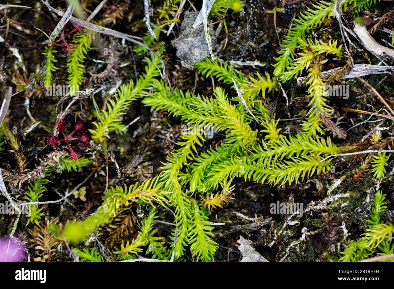 Stiff clubmoss, Stiff ground-pine, Interrupted club-mosses (Lycopodium annotinum, Spinulum annotinum), sterile stems, Netherlands, Drenthe Stock Photo