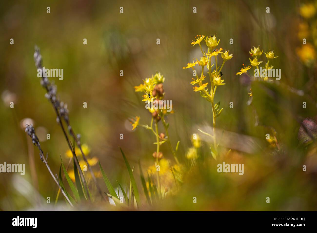 yellow saxifrage, yellow mountain saxifrage, evergreen saxifrage (Saxifraga aizoides), flowering, Switzerland, Valais Stock Photo