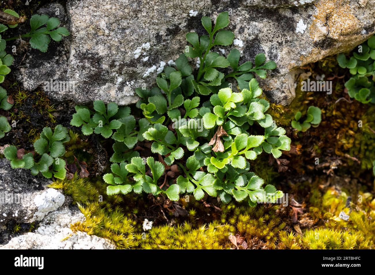 Wallrue spleenwort (Asplenium ruta-muraria), growing at a wall, Germany, Rhineland-Palatinate Stock Photo