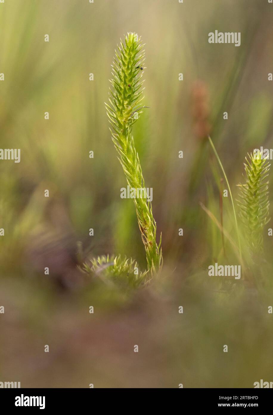 Lycopod hi-res stock photography and images - Alamy