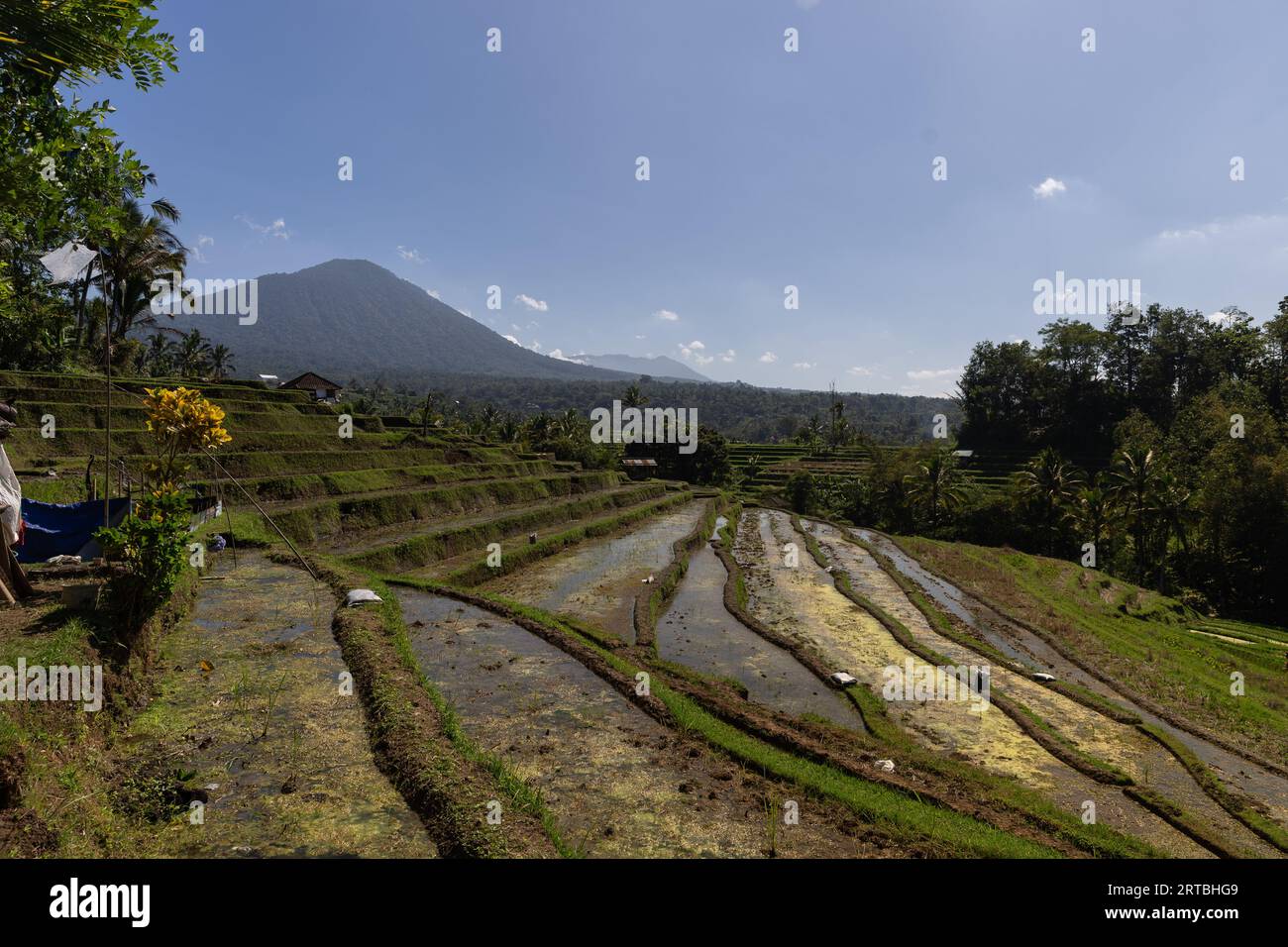 Breathtaking landscapes of the UNESCO rice terraces in Jatiluwih, Bali, Indonesia. It shows the Subak system, for the paddy fields of Bali. Stock Photo