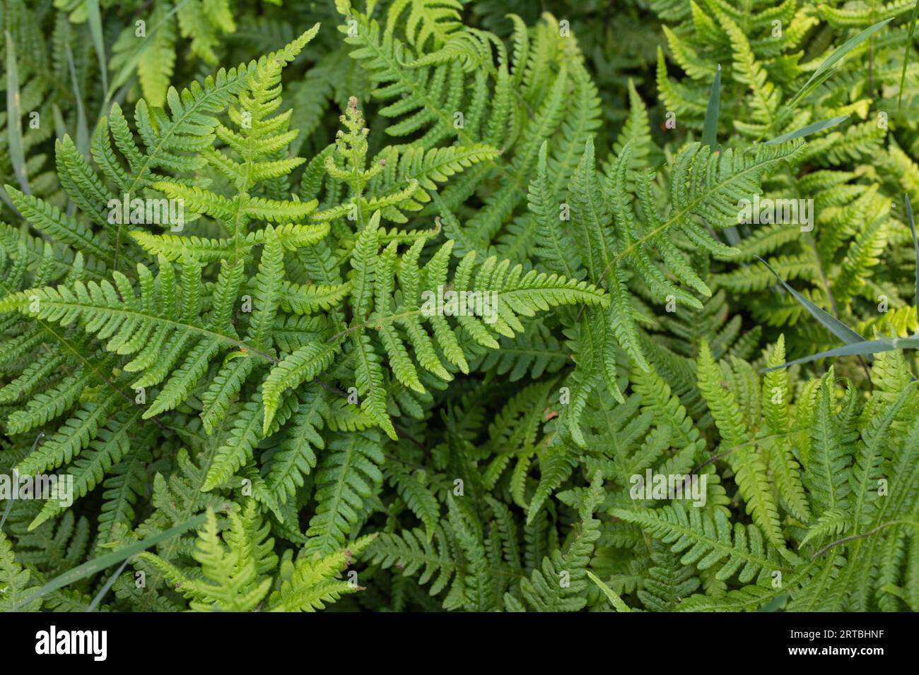 narrow beech fern, northern beech fern (Phegopteris connectilis, Thelypteris phegopteris), leaves, Netherlands, Drenthe Stock Photo