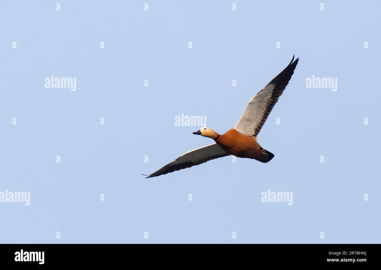 ruddy shelduck (Tadorna ferruginea, Casarca ferruginea), male in flight showing underwings, Netherlands Stock Photo