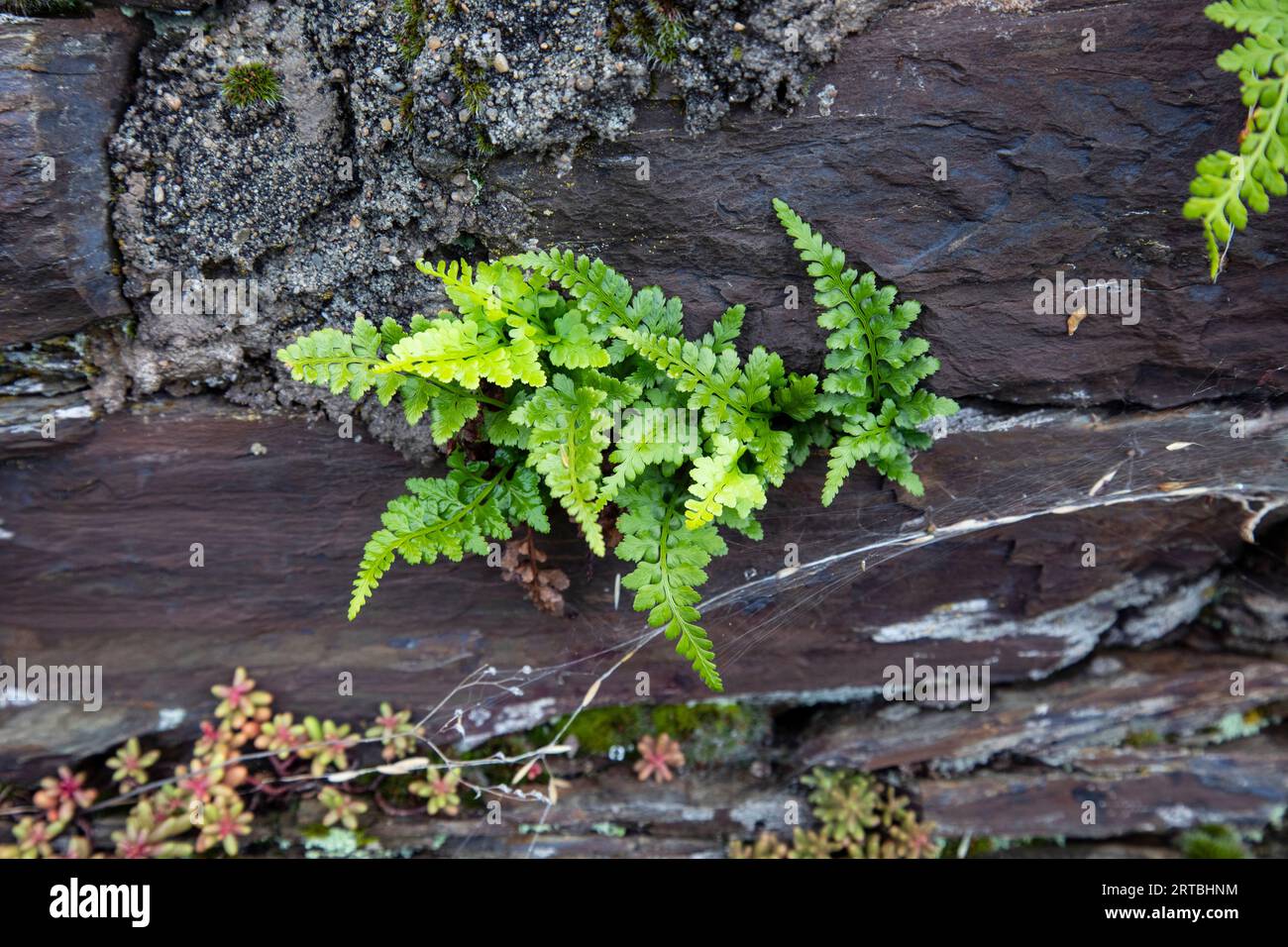 Black spleenwort (Asplenium adiantum-nigrum), growing on a rock wall, Germany, Rhineland-Palatinate Stock Photo