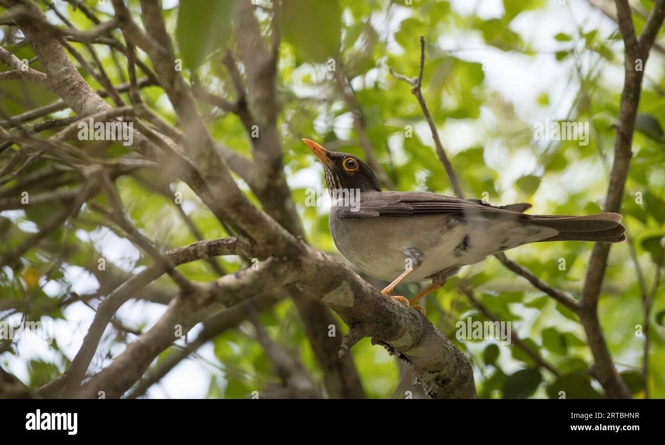 White-throated thrush (Turdus assimilis), perched in a tree, USA, Texas Stock Photo