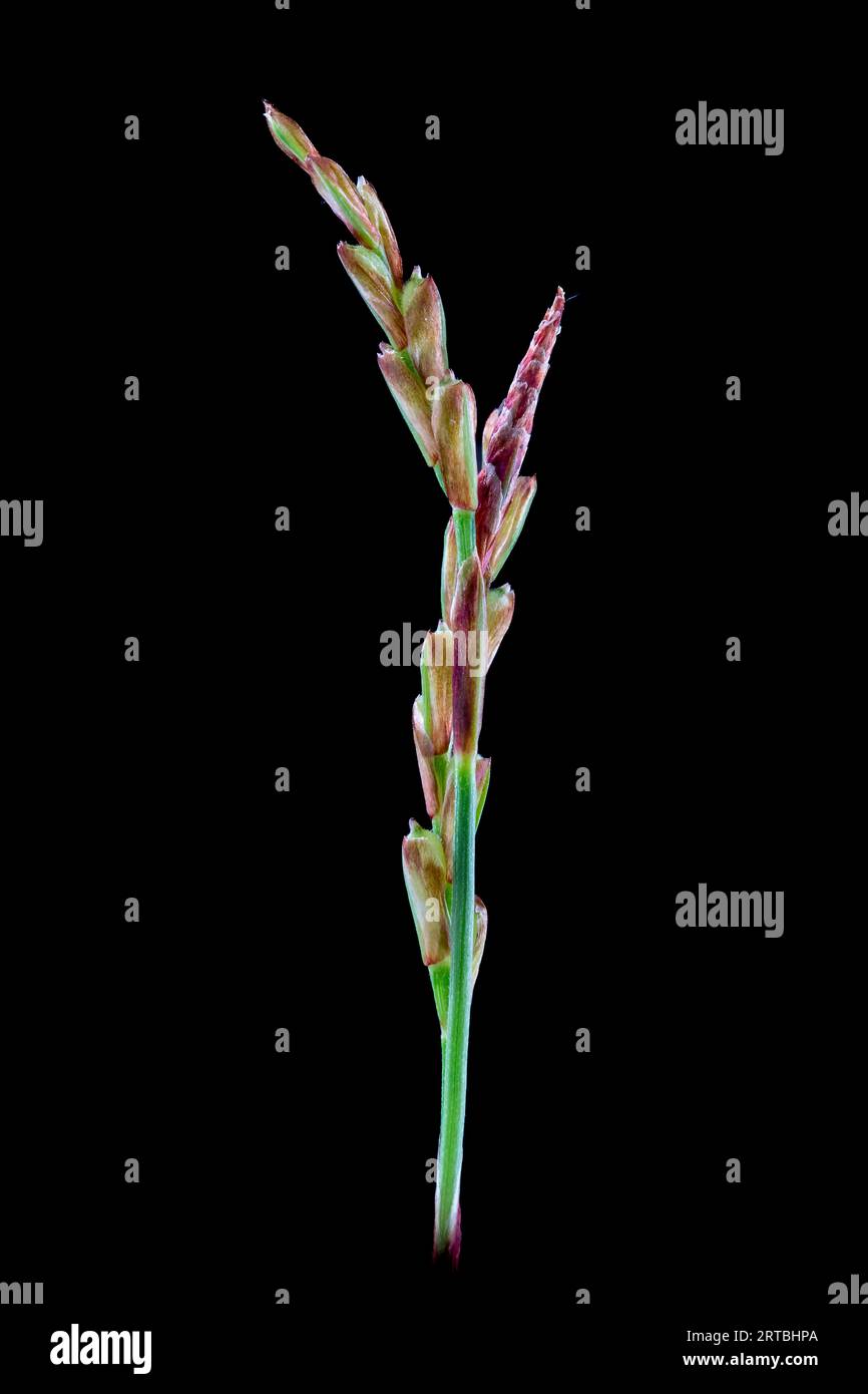 Sedge Inflorescence fingered sedge (Carex digitata), inflorescence against black background ...