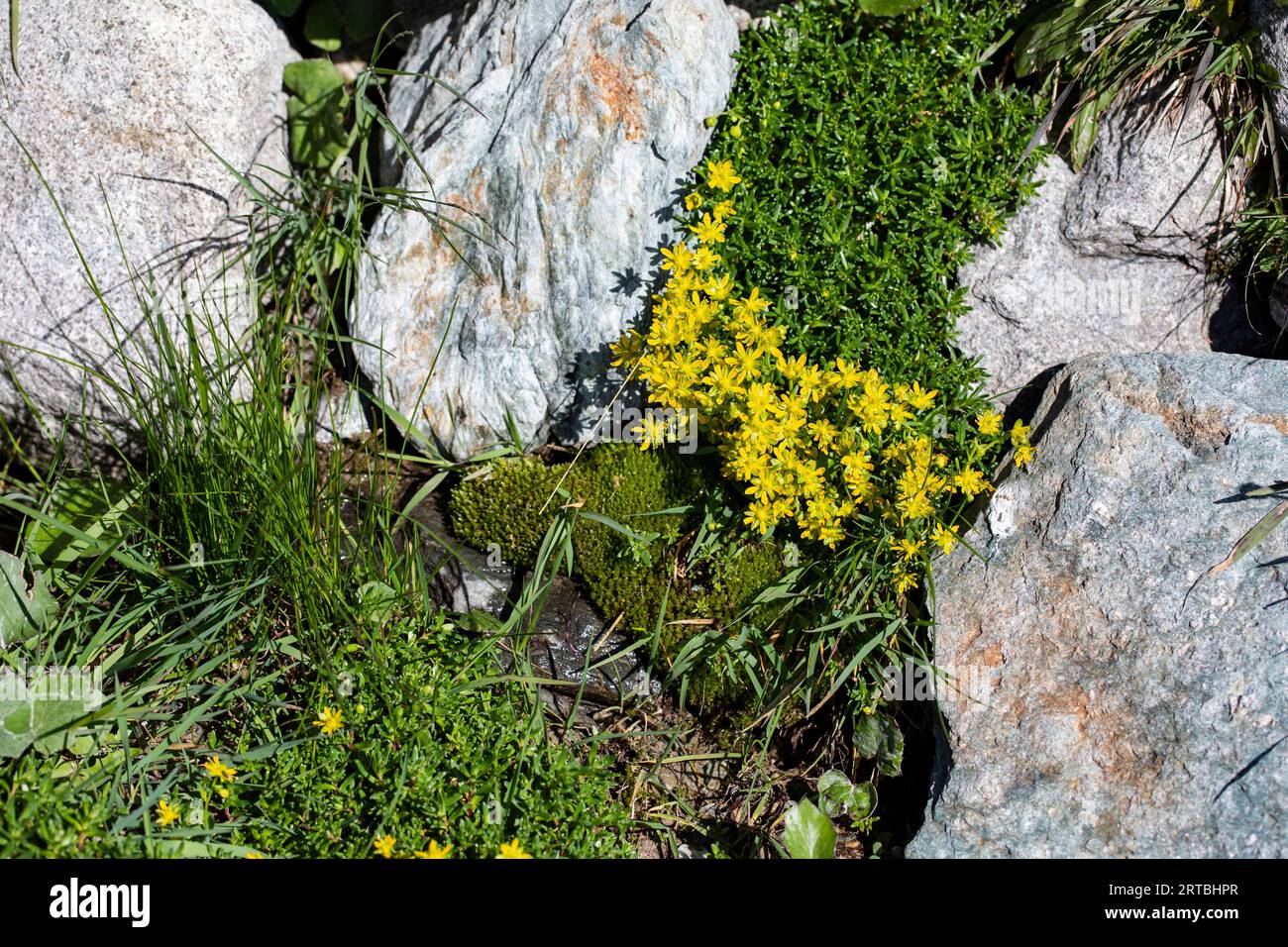yellow saxifrage, yellow mountain saxifrage, evergreen saxifrage (Saxifraga aizoides), flowering, Switzerland, Valais Stock Photo