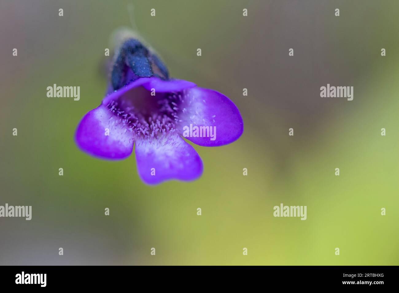 Greater Butterwort (Pinguicula grandiflora), flower Stock Photo Alamy