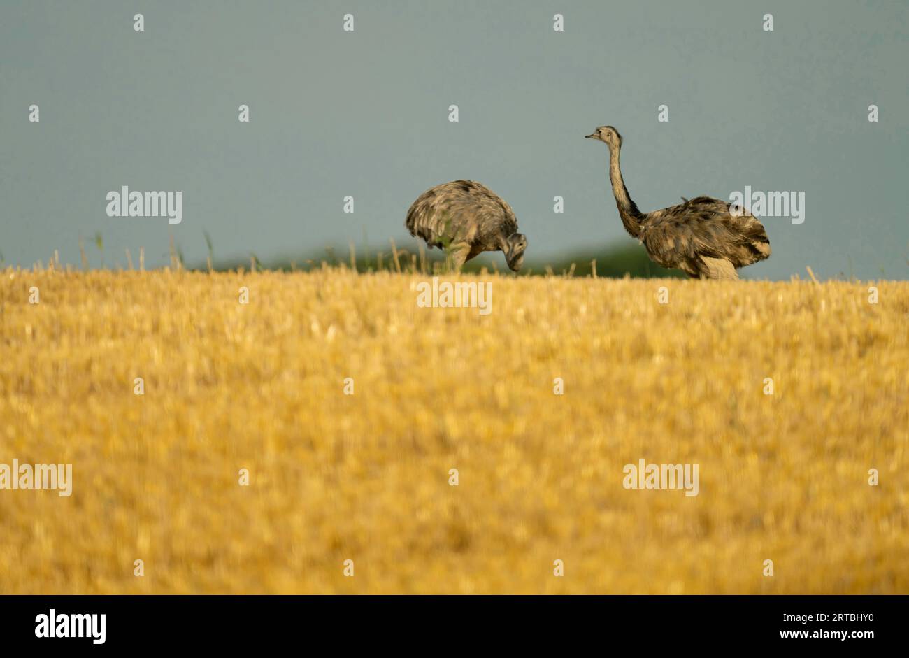 greater rhea (Rhea americana), two greater rheas foraging on a stubble field, Germany Stock Photo