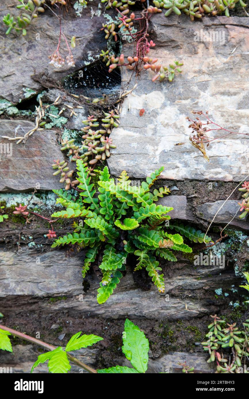 Common spleenwort, Rustyback (Asplenium ceterach, Ceterach officinarum), growing at a wall, Germany, Eifel Stock Photo