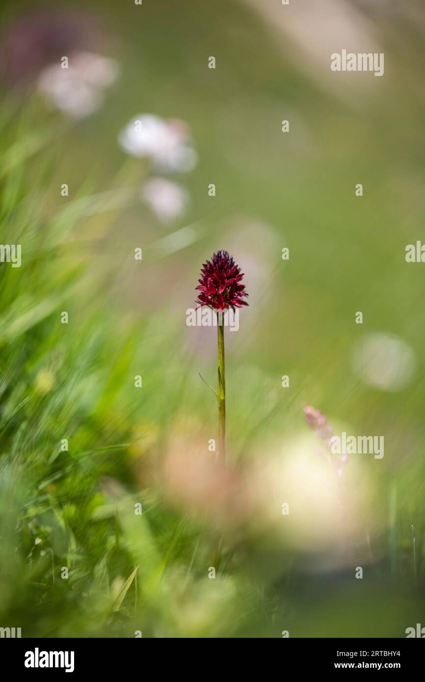 Common Vanilla Orchid (Nigritella rhellicani, Nigritella nigra ssp. rhellicani, Gymnadenia rhellicani), blooming in a meadow, Switzerland, Valais Stock Photo