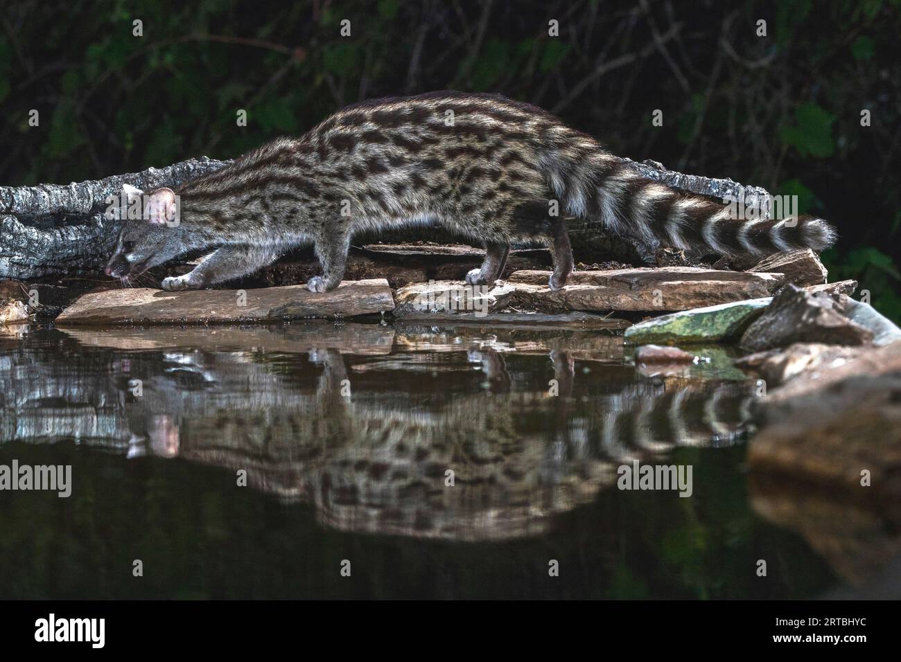 Smallspotted Common at the waterside