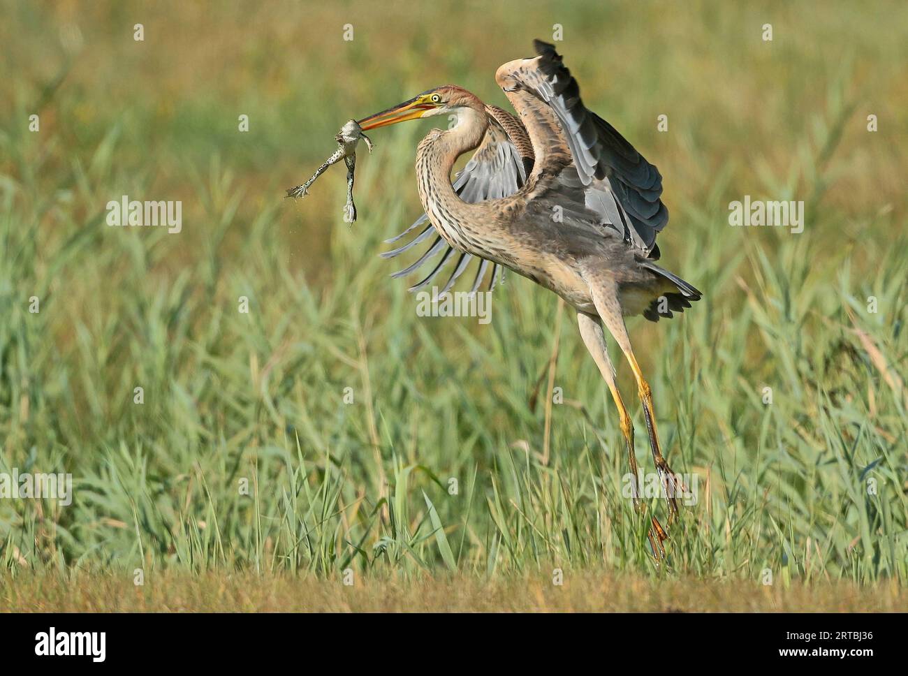 purple heron (Ardea purpurea), juvenile catching a frog and fly away, Netherlands, Northern Netherlands Stock Photo