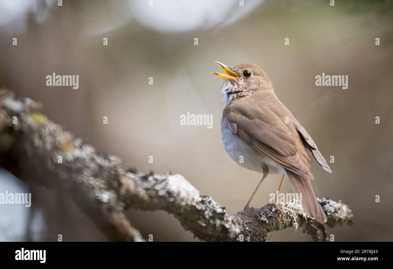Bicknell's thrush (Catharus bicknelli), sitting on a branch, USA Stock Photo