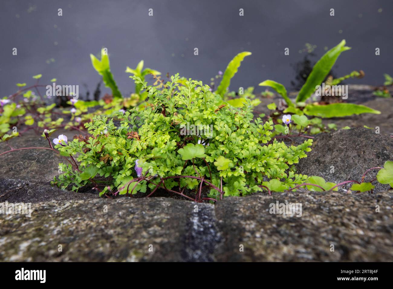 Wallrue spleenwort (Asplenium ruta-muraria), growing at a wall, Netherlands, Northern Netherlands Stock Photo