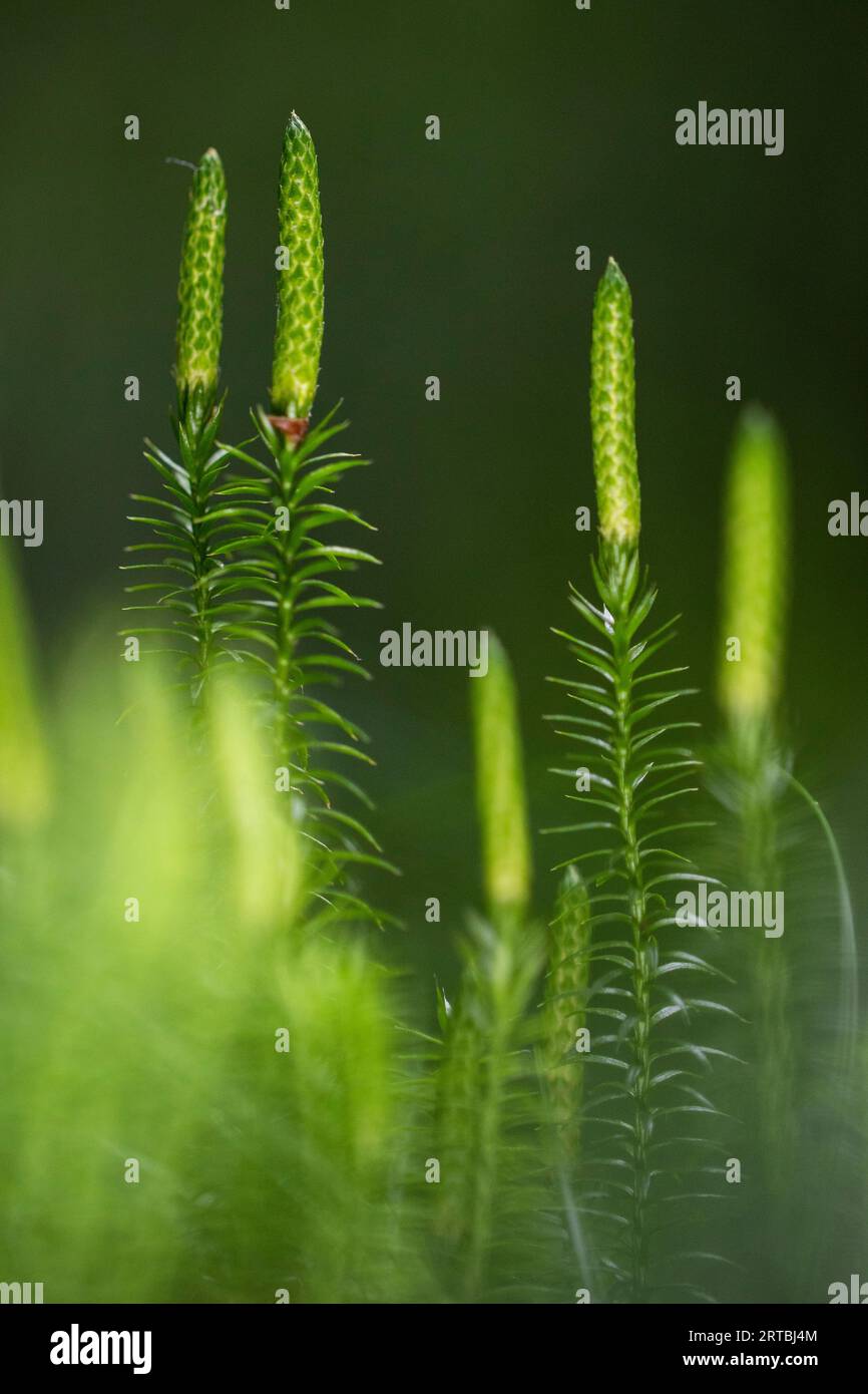 Stiff clubmoss, Stiff ground-pine, Interrupted club-mosses (Lycopodium annotinum, Spinulum annotinum), stems with cones, Netherlands, Drenthe Stock Photo