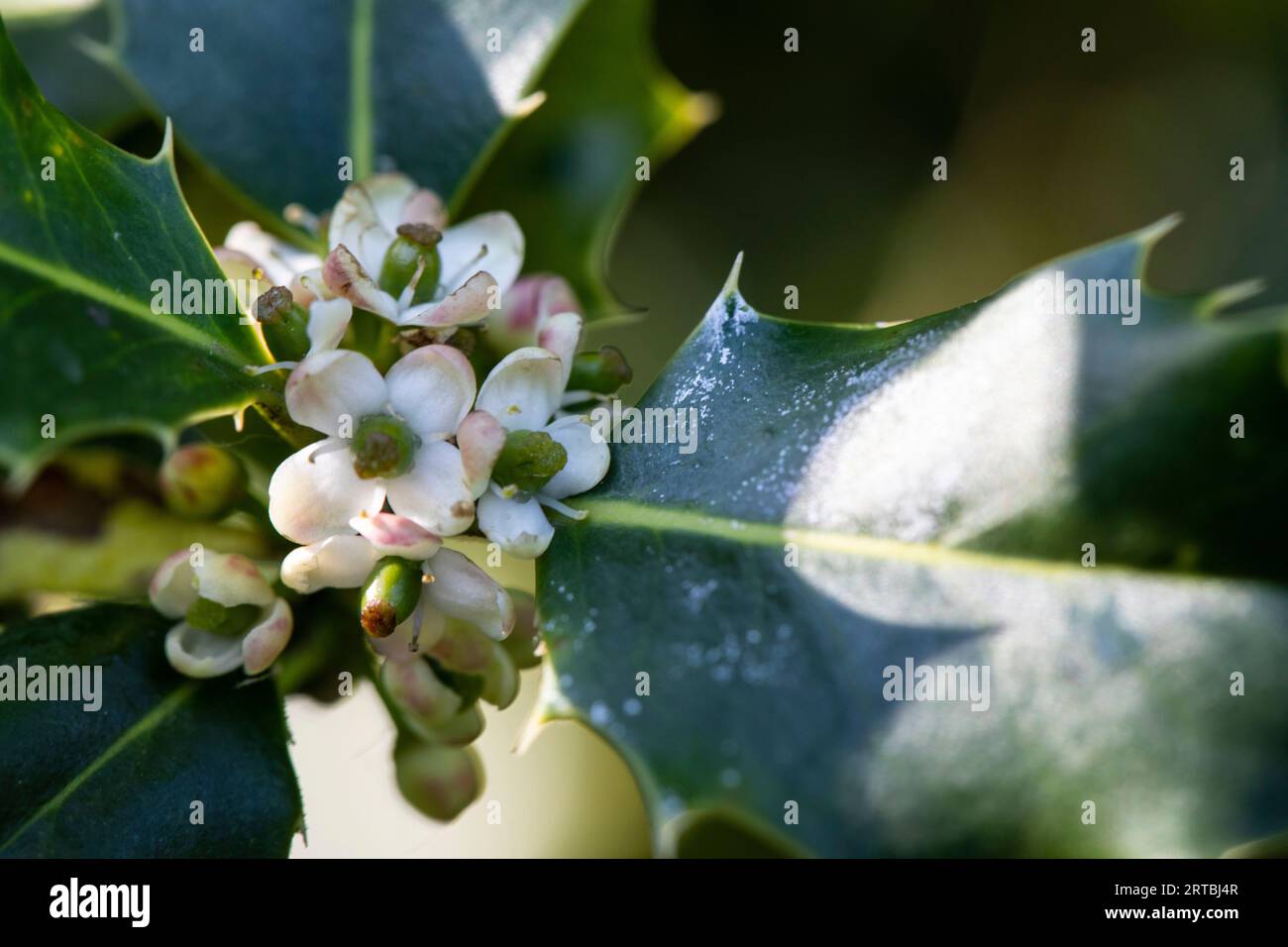 Holly, common holly, English holly, European holly, Christmas holly (Ilex aquifolium), blooming, Netherlands, Frisia Stock Photo