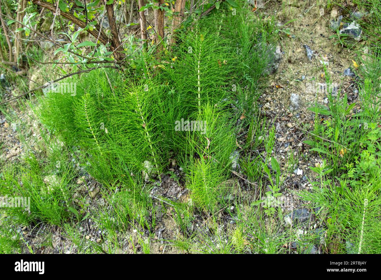 great horsetail, northern giant horsetail (Equisetum telmateia, Equisetum telmateja, Equisetum maximum), group, Netherlands Stock Photo